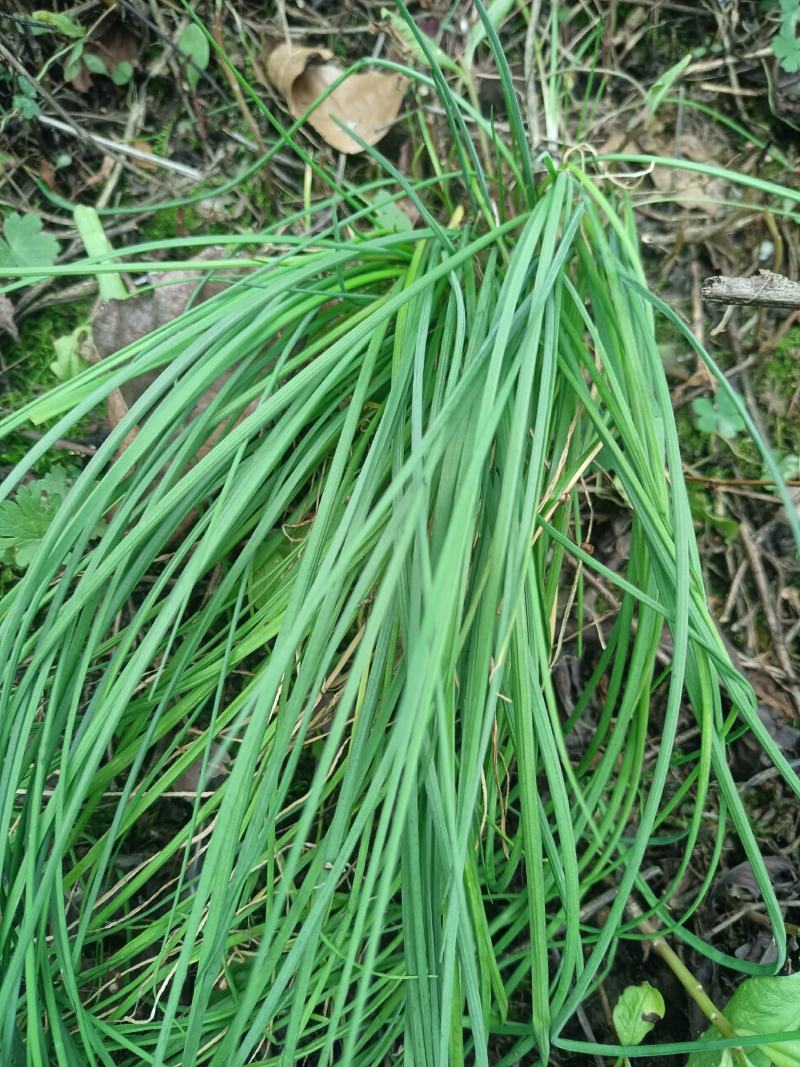 苦蒜，野葱，鲜货带头，现货可发市场供应，保证质量