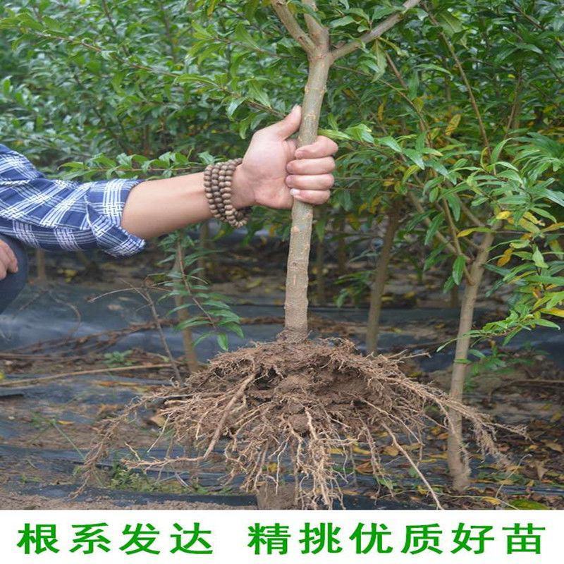 软籽石榴树苗无籽新品石榴苗南北方地栽耐寒但年当年结果
