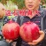 软籽石榴树苗无籽新品石榴苗南北方地栽耐寒但年当年结果