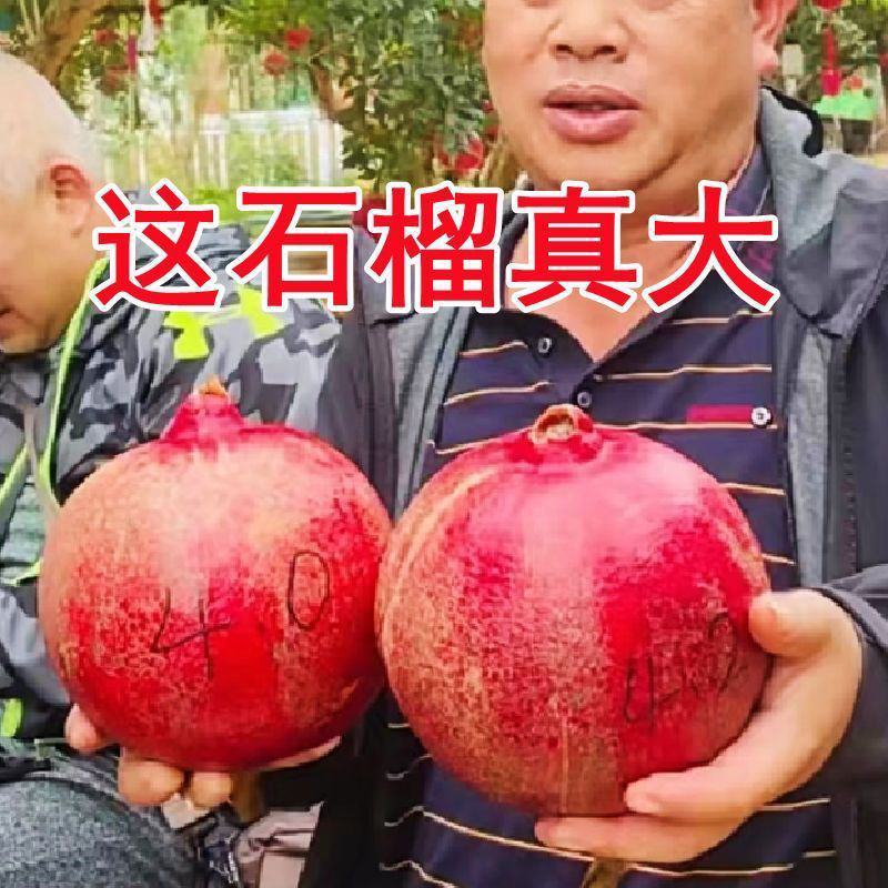 软籽石榴树苗无籽新品石榴苗南北方地栽耐寒但年当年结果