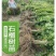 软籽石榴树苗无籽新品石榴苗南北方地栽耐寒但年当年结果
