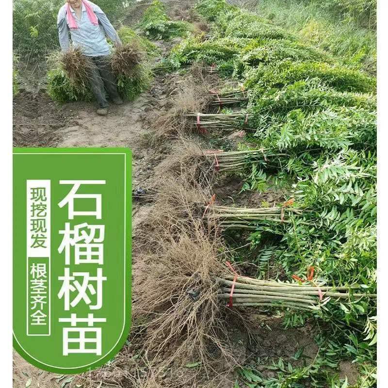 软籽石榴树苗无籽新品石榴苗南北方地栽耐寒但年当年结果