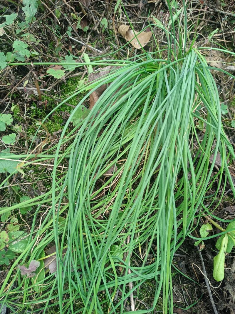 苦蒜，野葱，鲜货带头，现货可发市场供应，保证质量