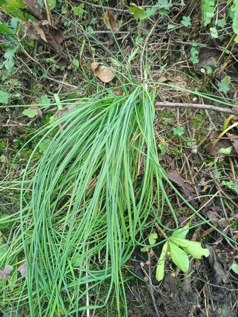 苦蒜，野葱，鲜货带头，现货可发市场供应，保证质量