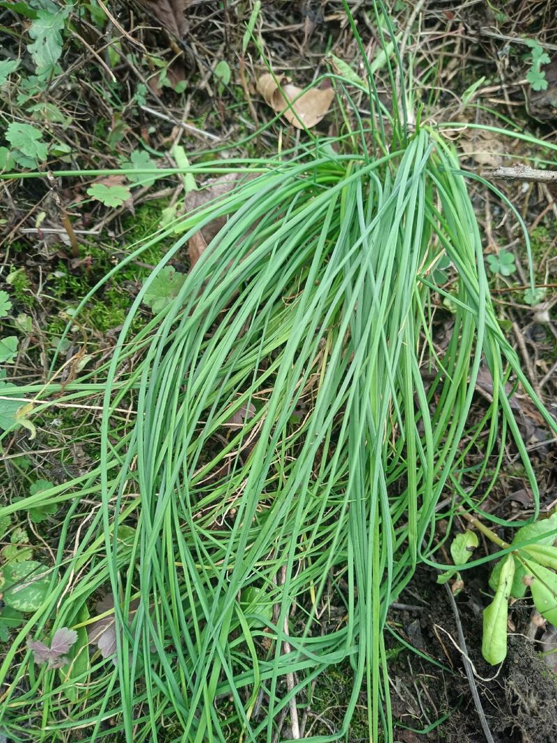 苦蒜，野葱，鲜货带头，现货可发市场供应，保证质量