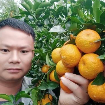 砂糖橘