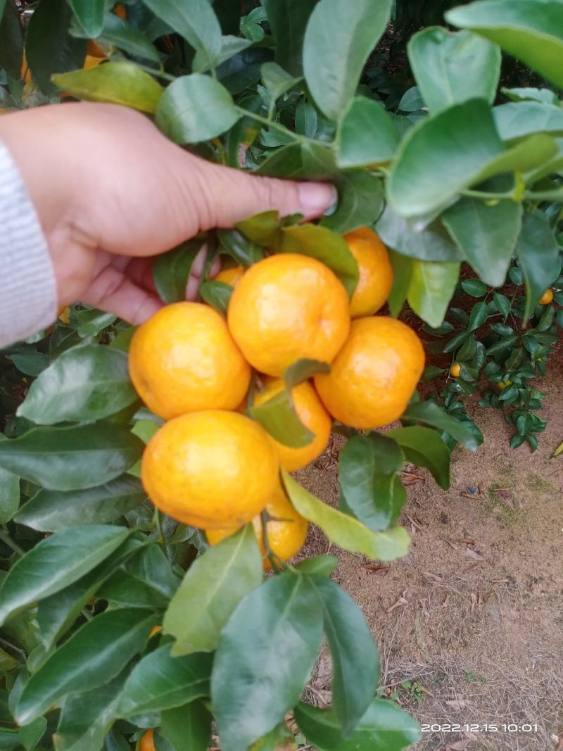砂糖橘