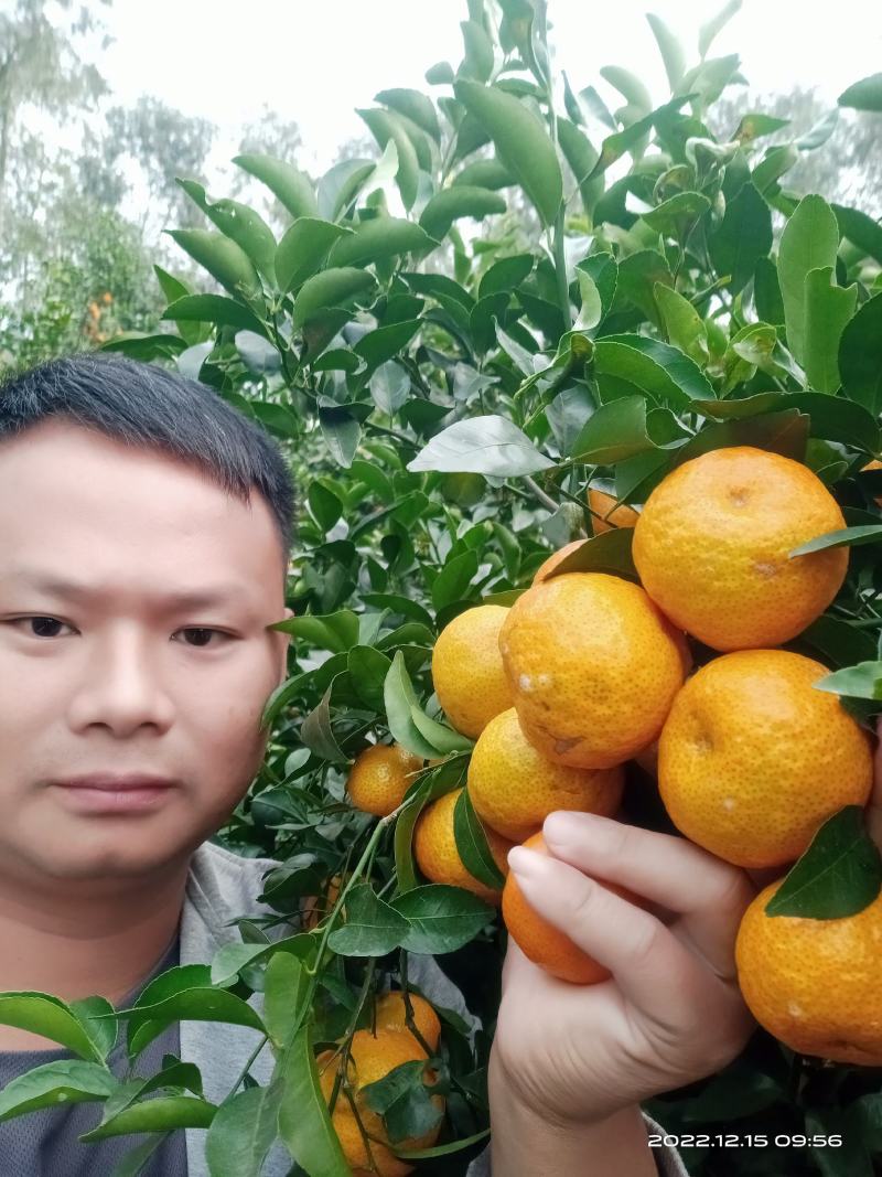 砂糖橘
