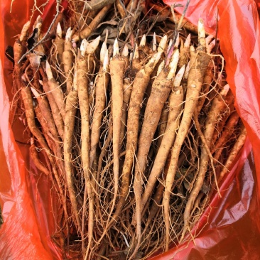 【精选】供应一年两年三年芍药苗，白芍苗一手货源，价格优惠