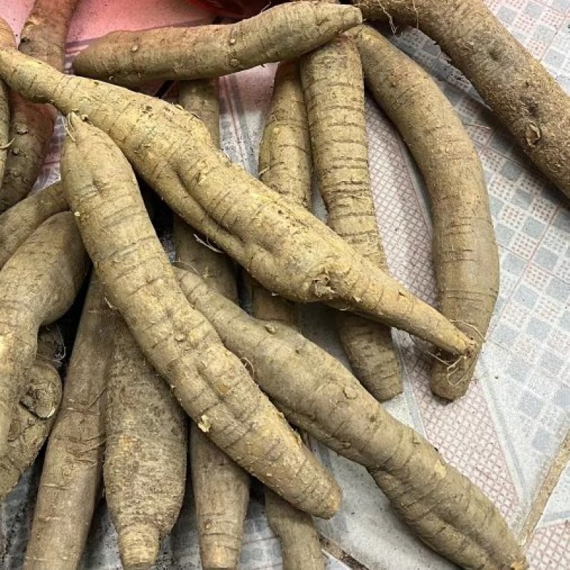 野生牛大力