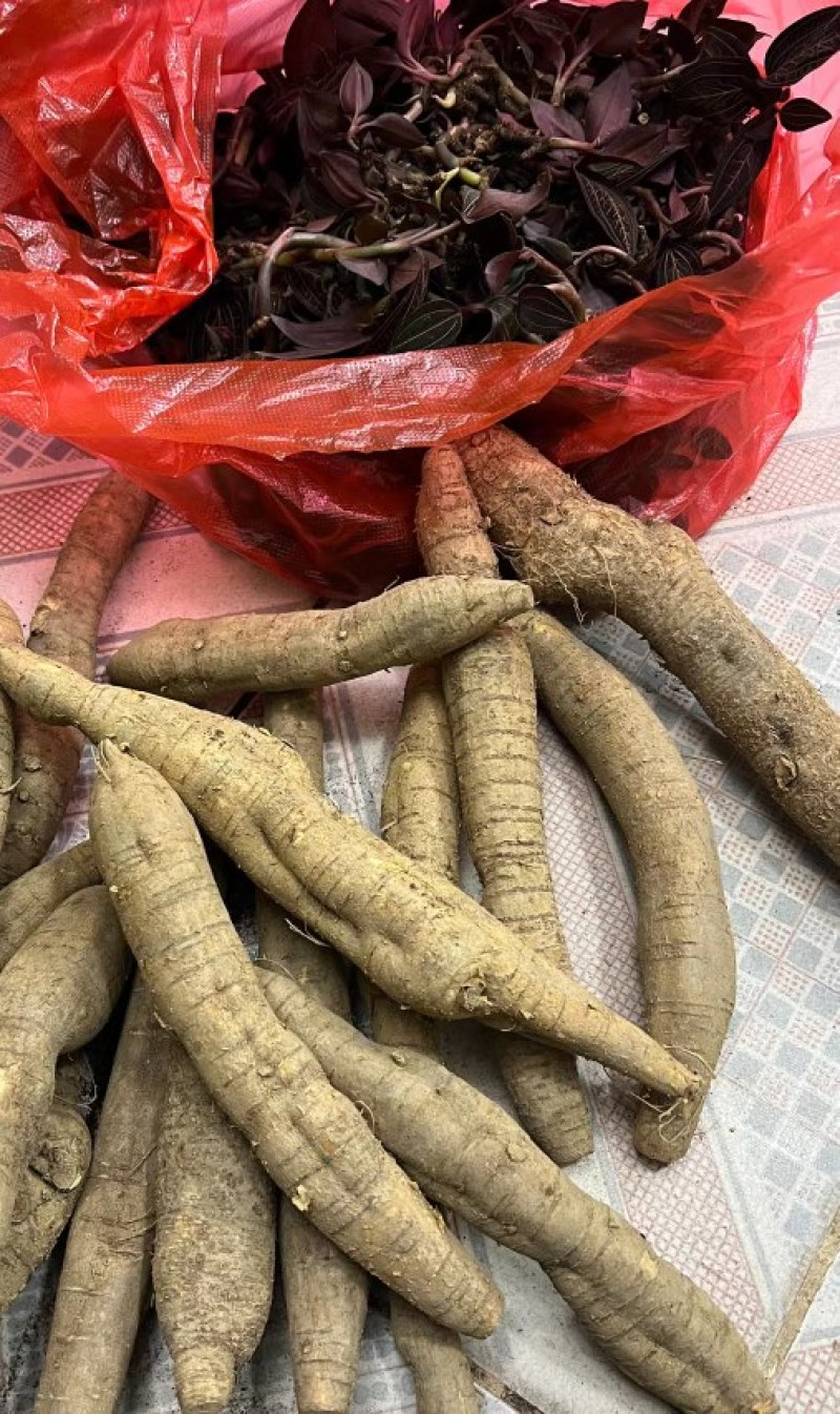 野生牛大力