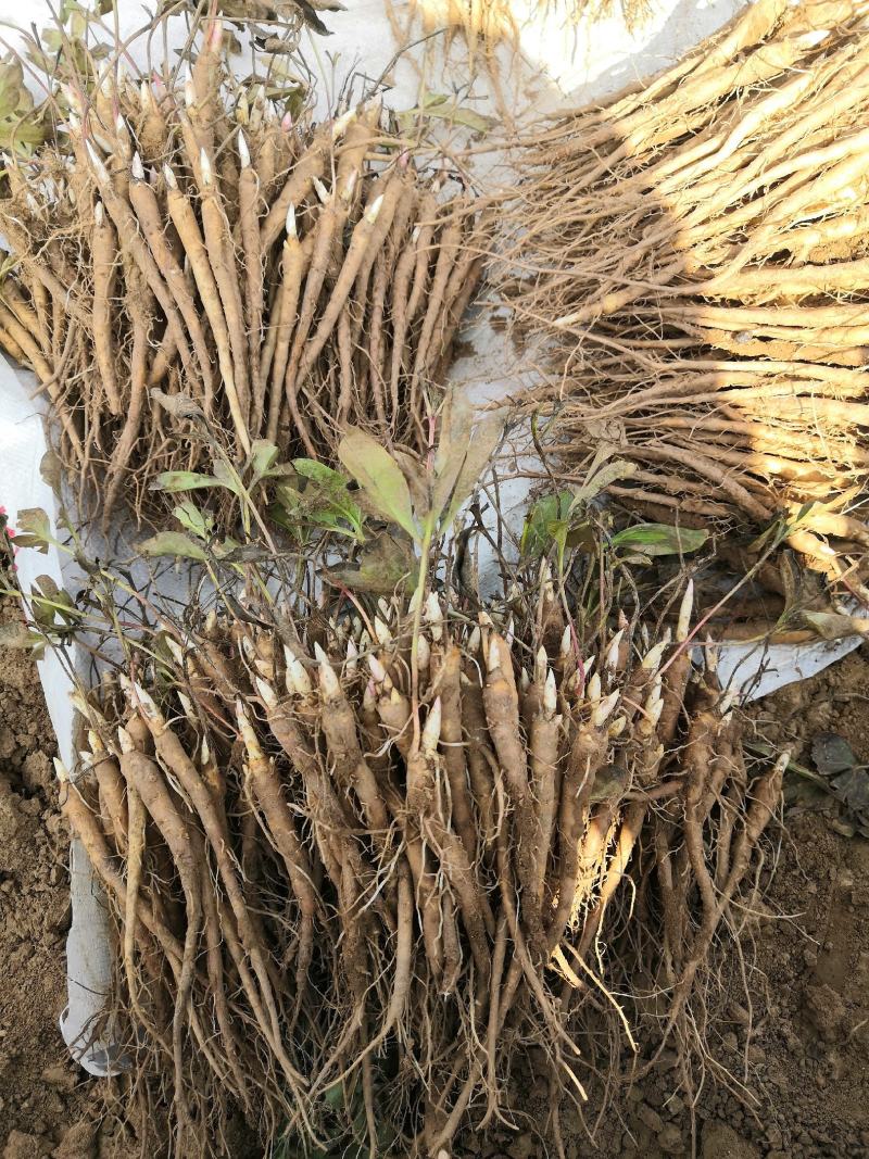 【精选】供应一年两年三年芍药苗，白芍苗一手货源，价格优惠
