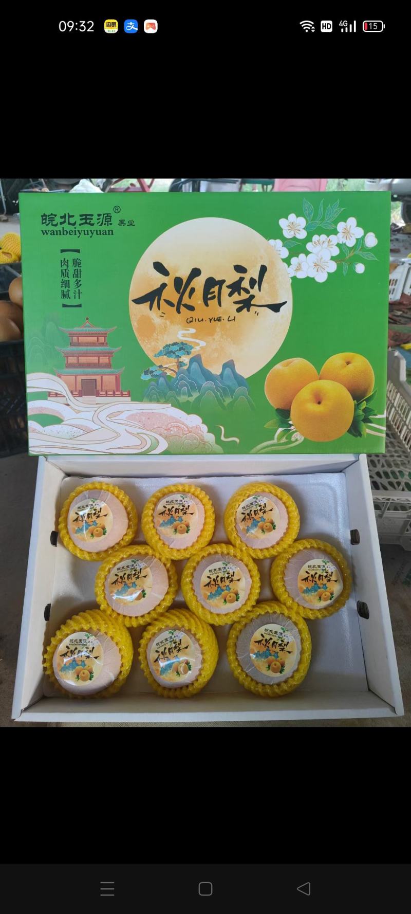 大量秋月梨出售
