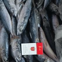 鲐鲅鱼，青占鱼，船冻，30斤