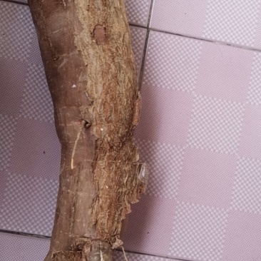 木薯
