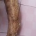 木薯