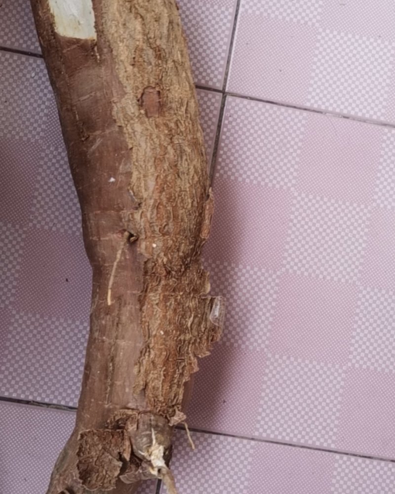 木薯