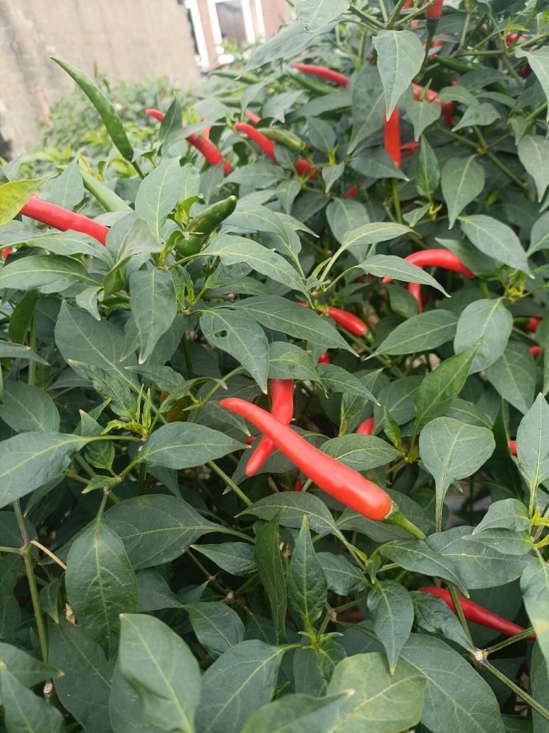 新苗小米辣种植基地，日产量百吨，价格便宜，质量保证