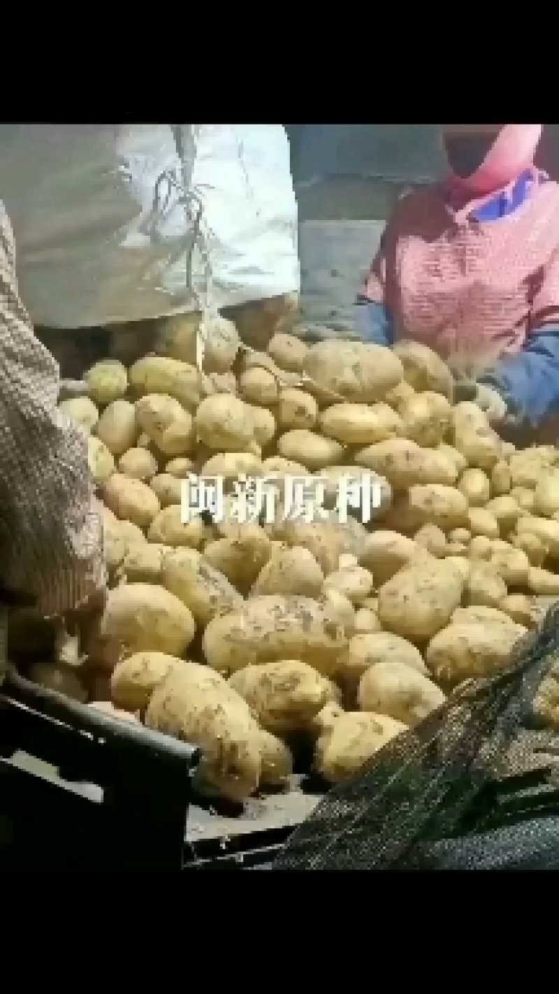 v7，黄金薯，兴佳，沃土，试验1号原种及菜豆都降价了