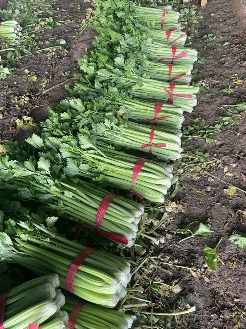 河南安阳滑县大棚西芹，支持视频看货，保证质量