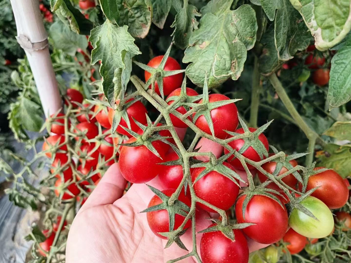 一串新鲜采摘的千禧圣女果挂在藤蔓上,果实呈鲜红色椭圆形,表面光滑有光泽,背景为绿色叶片,阳光透过叶隙洒在果实上,整体画面清新自然,突出其高品质与新鲜感 千禧圣女果特写