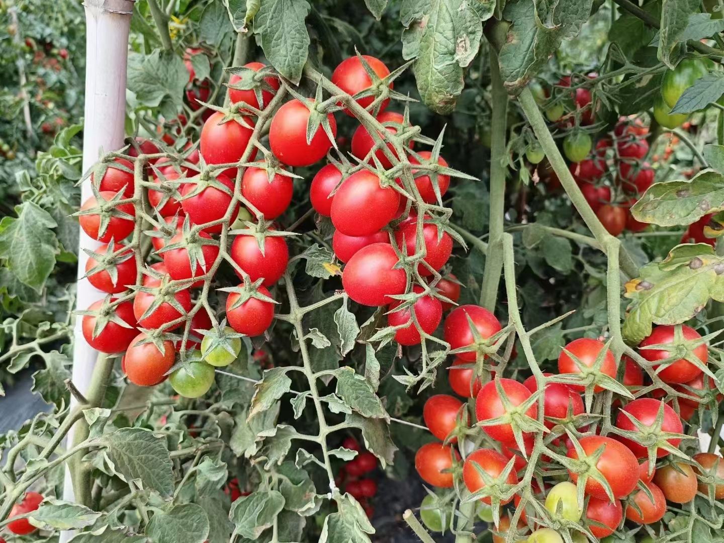 千禧圣女果与普通小番茄对比图