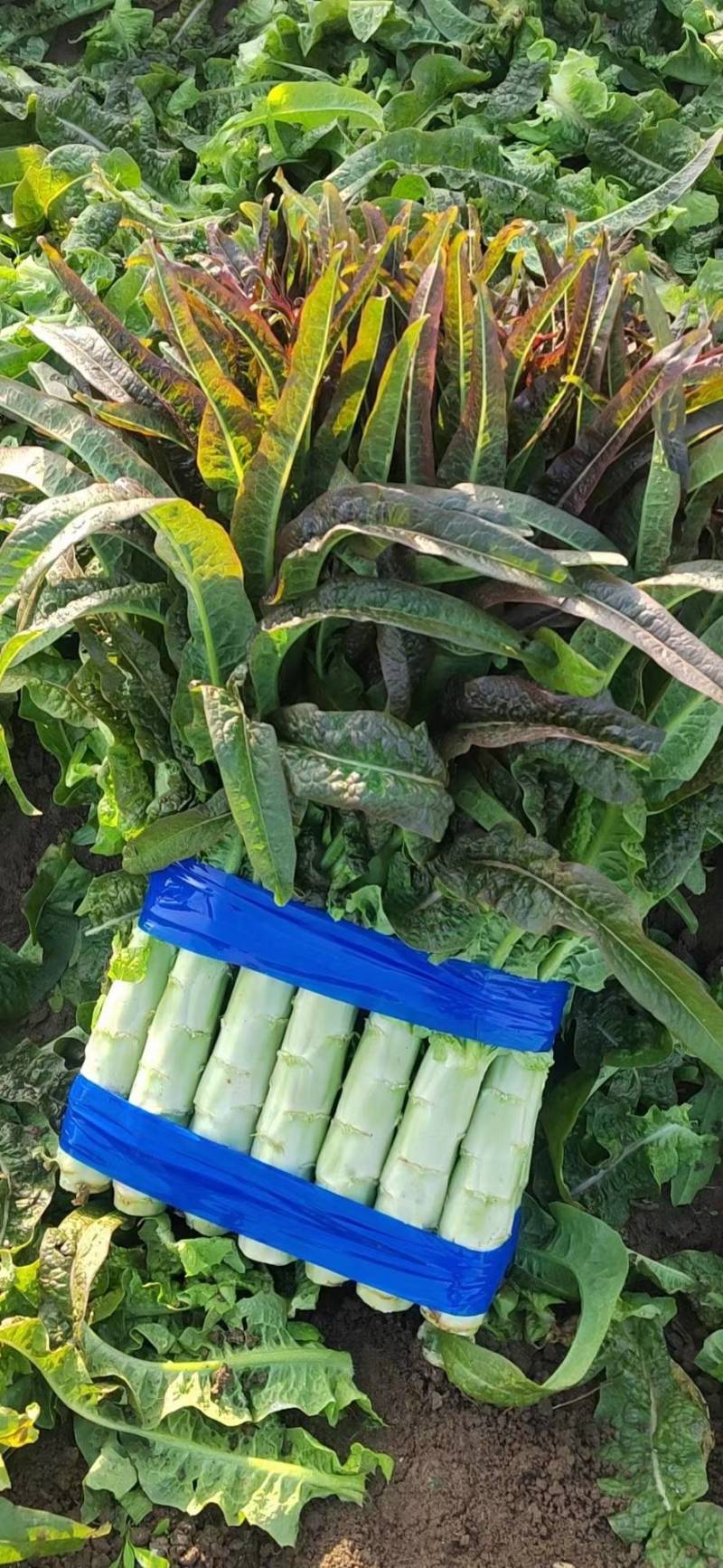 红叶香莴苣-视频看货-基地直供-量大从优。
