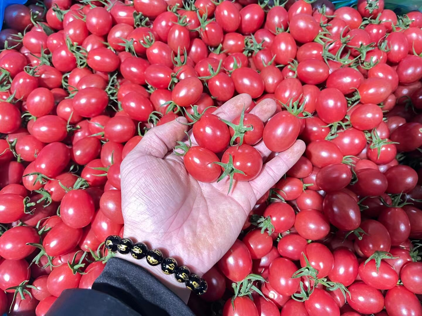 高清特写展示千禧圣女果的鲜艳色泽与饱满果实 千禧圣女果特写