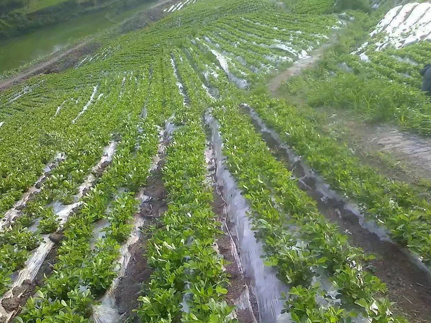 花生覆膜栽培示意图