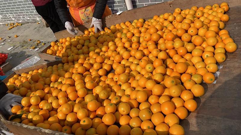 【麻阳冰糖橙】果园直采/对接社区团购、电商、批发。