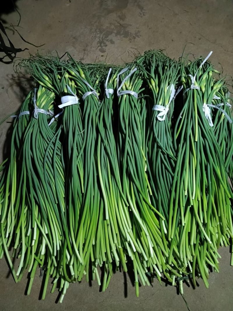 冷库批发精品白苔，红苔蒜苔，市场.超市.电商货，坏烂包赔