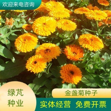 金盏菊种子长青花种子长生菊花籽四季播种开花庭院大金盏花种