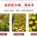 金盏菊种子长青花种子长生菊花籽四季播种开花庭院大金盏花种