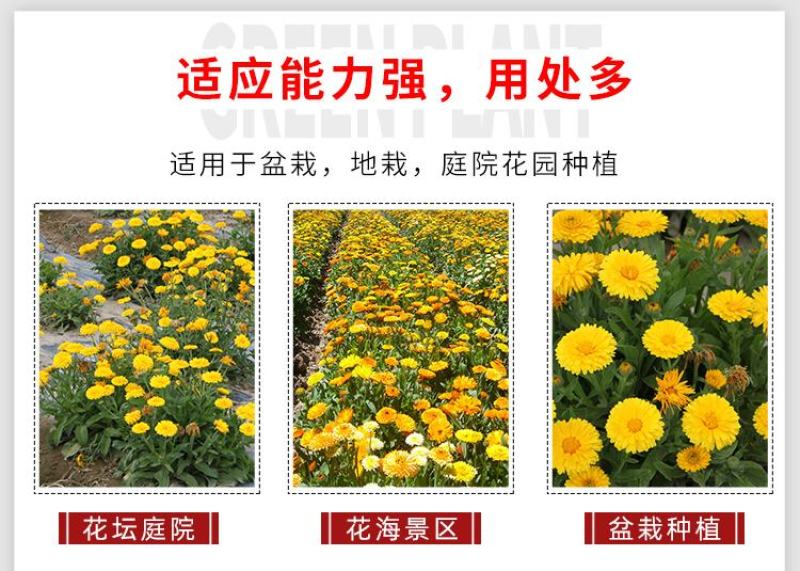 金盏菊种子长青花种子长生菊花籽四季播种开花庭院大金盏花种