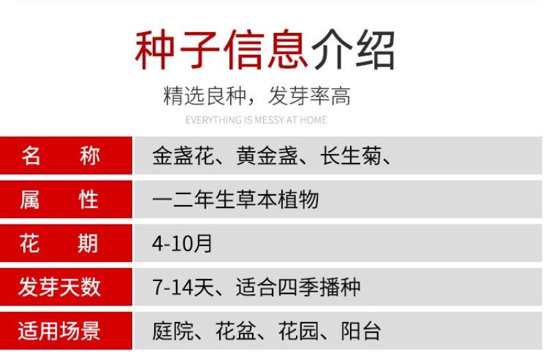金盏菊种子长青花种子长生菊花籽四季播种开花庭院大金盏花种