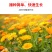 金盏菊种子长青花种子长生菊花籽四季播种开花庭院大金盏花种