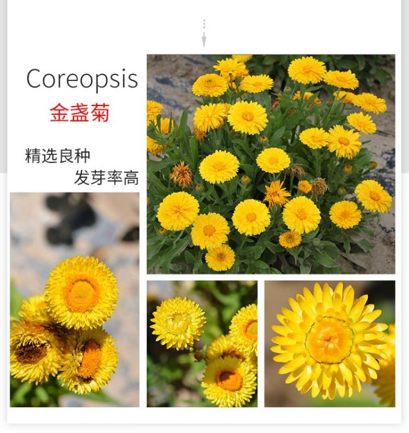 金盏菊种子长青花种子长生菊花籽四季播种开花庭院大金盏花种