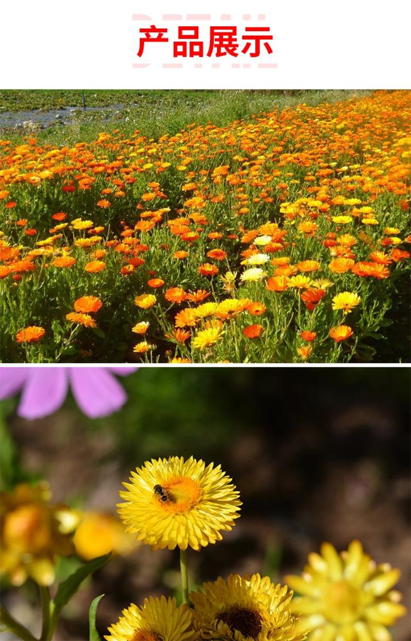 金盏菊种子长青花种子长生菊花籽四季播种开花庭院大金盏花种