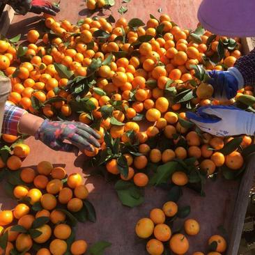 2023广西贺州沙糖橘精品果上等货，货源充足实力代办