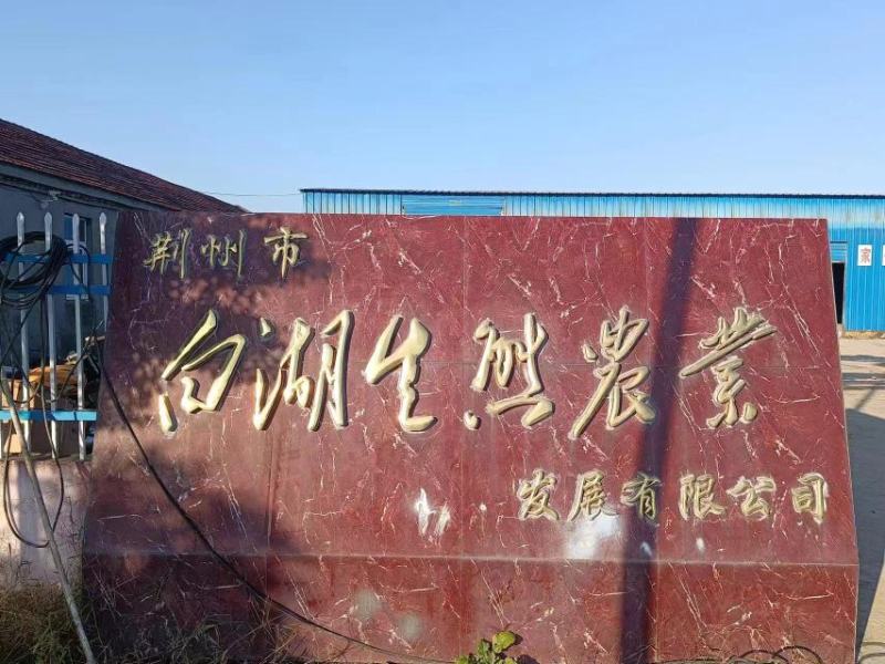 【推荐】湖北莲藕藕断藕片对接商超市场电商社区团购量大价优