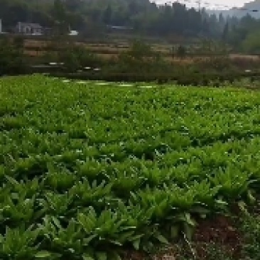 油麦菜
