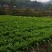 油麦菜