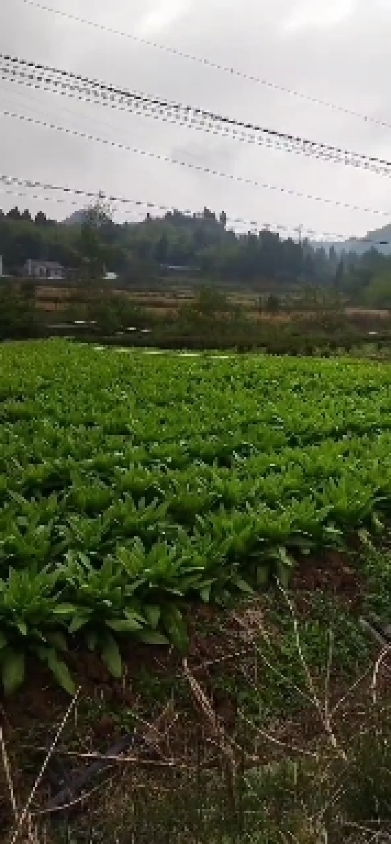 油麦菜