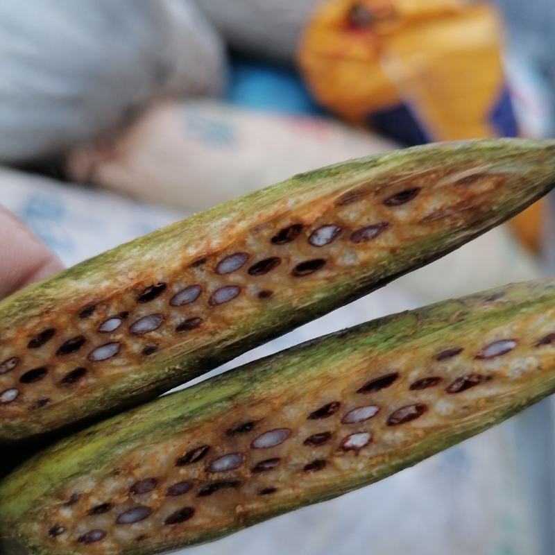 马褂木种子