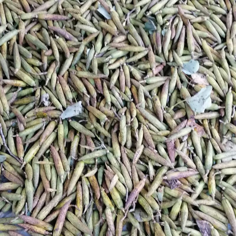 马褂木种子