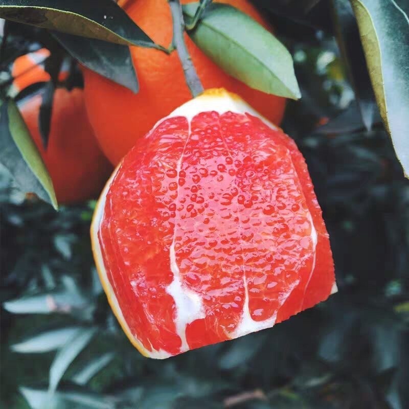 血橙，重庆血橙，持续发货中，需要的朋友们联系我。