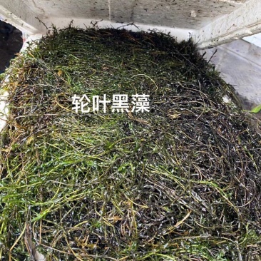 永信水生大量出售黑藻轮叶黑藻苦草保质保量