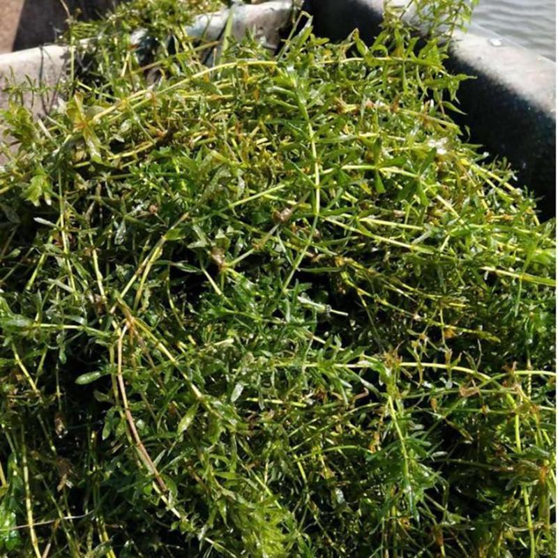 永信水生大量出售黑藻轮叶黑藻苦草保质保量