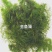 永信水生大量出售黑藻轮叶黑藻苦草保质保量