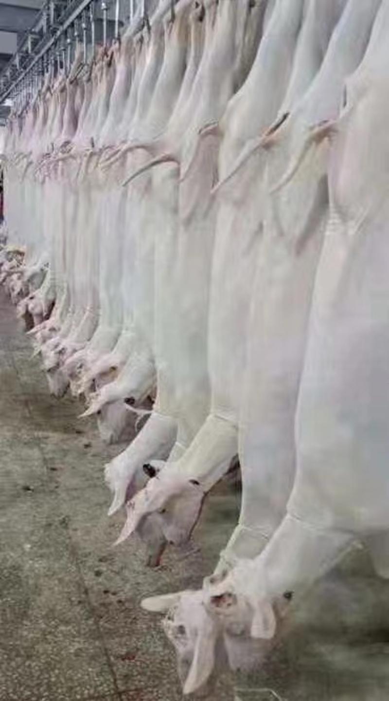白条羊，带皮白条羊山羊，规格30斤到50斤，鲜冻品质全国